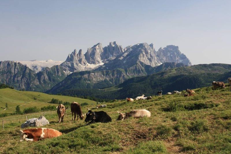 Hotel Stella Alpina Falcade Esterno foto